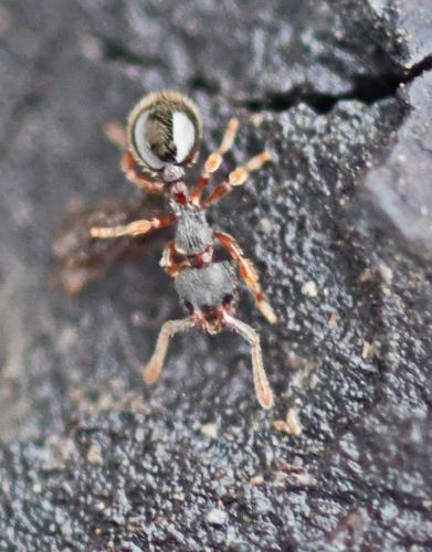 Myrmecina graminicola